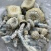 Albino Trinity mushroom showing pale cap and thick white stem.