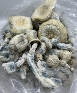 Albino Trinity mushroom showing pale cap and thick white stem.